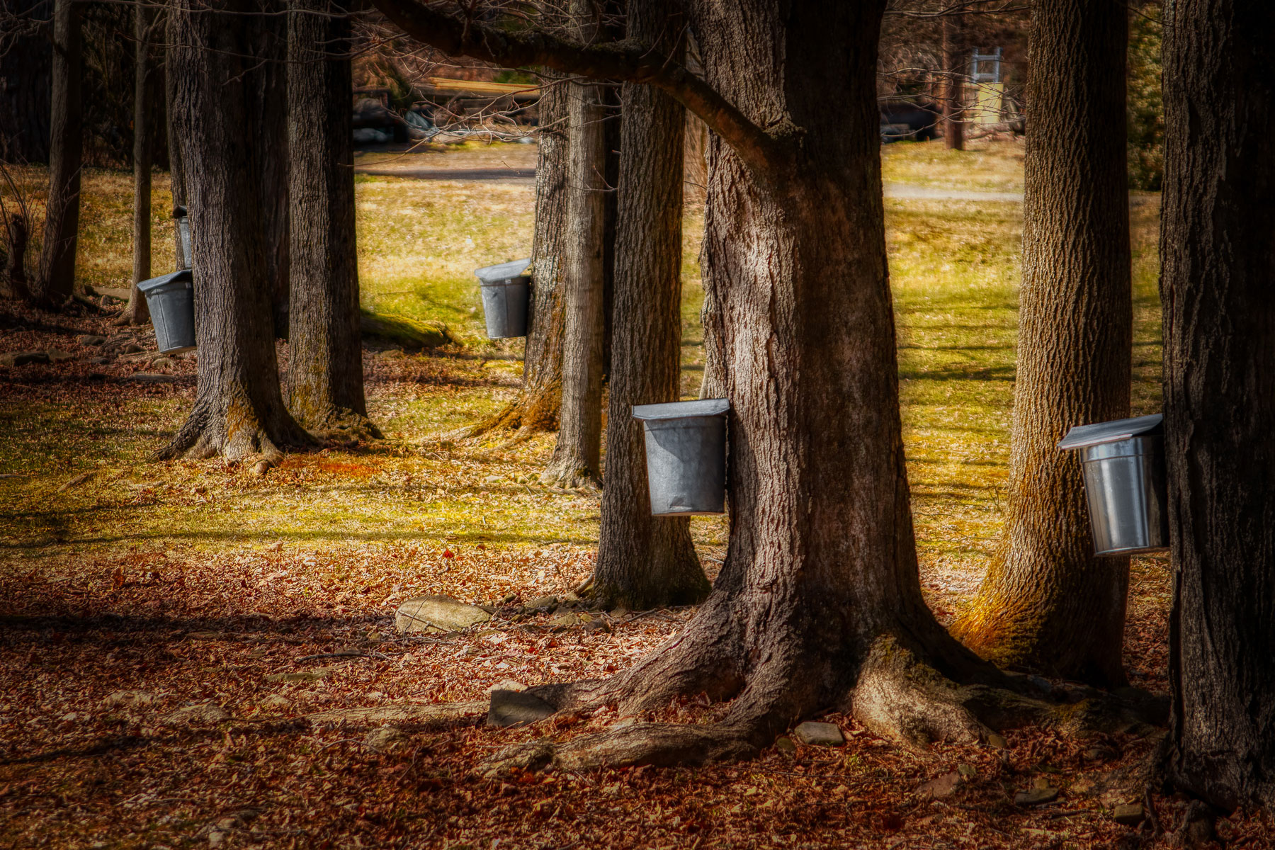 How to Make Maple Syrup Easily at Home Grit